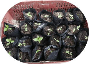 Purchase and transportation of saplings