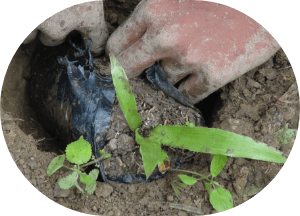 Preparing the soil and planting