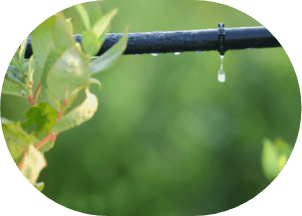 Irrigation and nurturing the plants